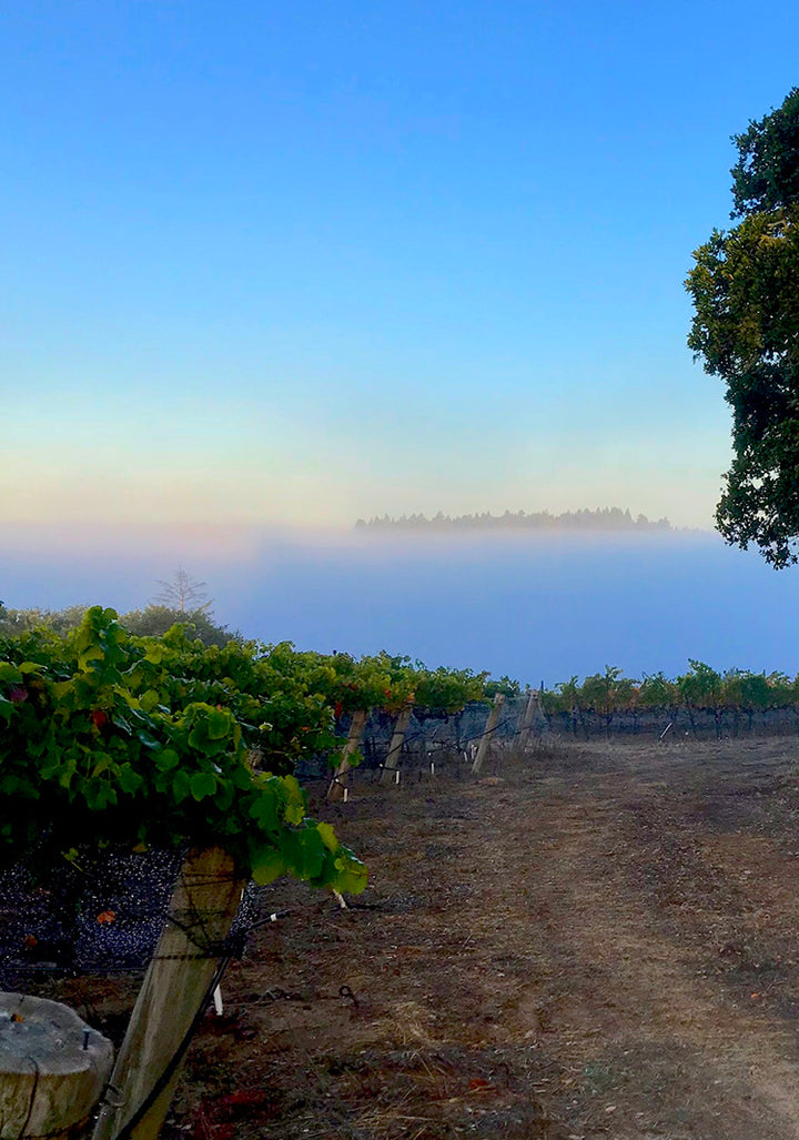 Striking Gold in El Dorado: Arnot-Roberts Gamay from the Sierra Foothills